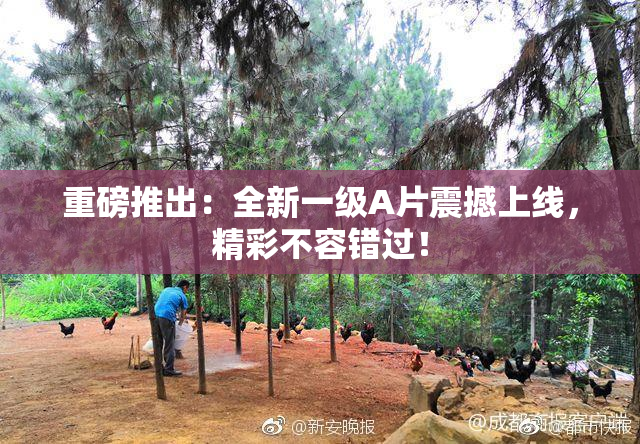 重磅推出：全新一级A片震撼上线，精彩不容错过！