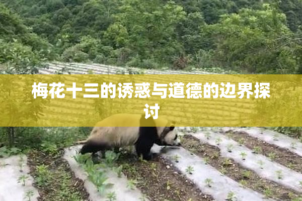 梅花十三的诱惑与道德的边界探讨