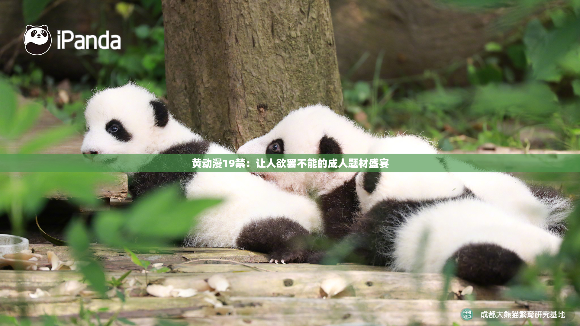 黄动漫19禁：让人欲罢不能的成人题材盛宴