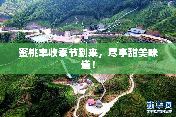蜜桃丰收季节到来，尽享甜美味道！