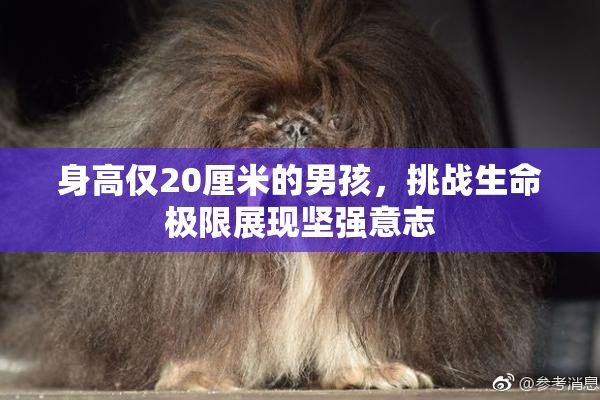 身高仅20厘米的男孩，挑战生命极限展现坚强意志