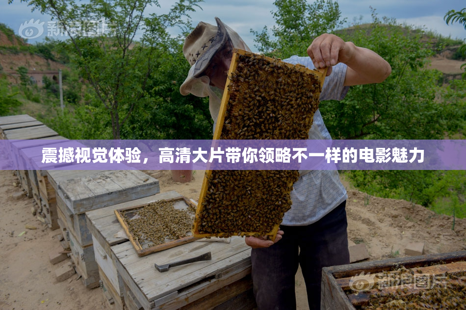 震撼视觉体验，高清大片带你领略不一样的电影魅力