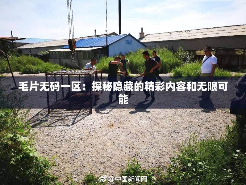 毛片无码一区：探秘隐藏的精彩内容和无限可能
