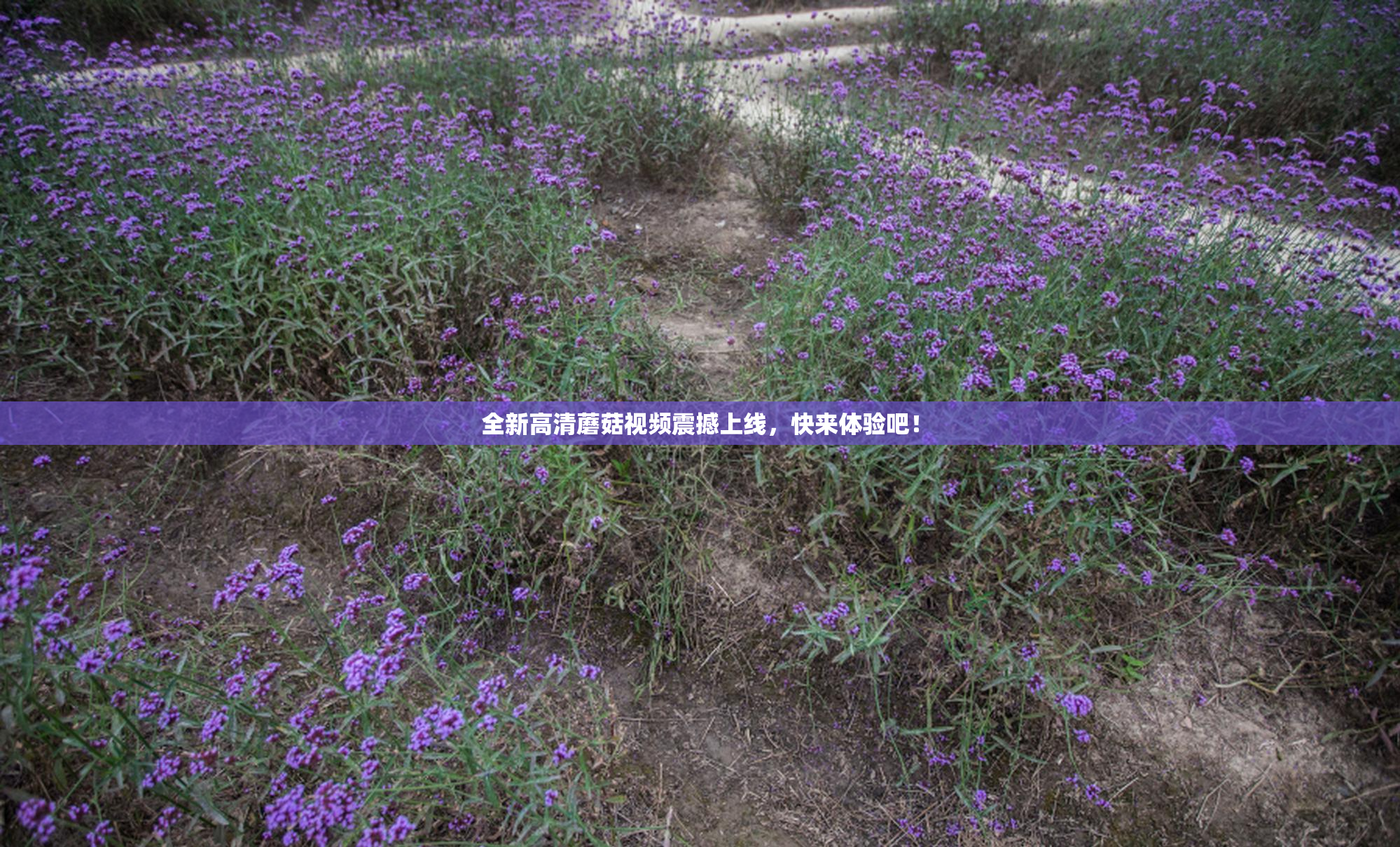 全新高清蘑菇视频震撼上线，快来体验吧！