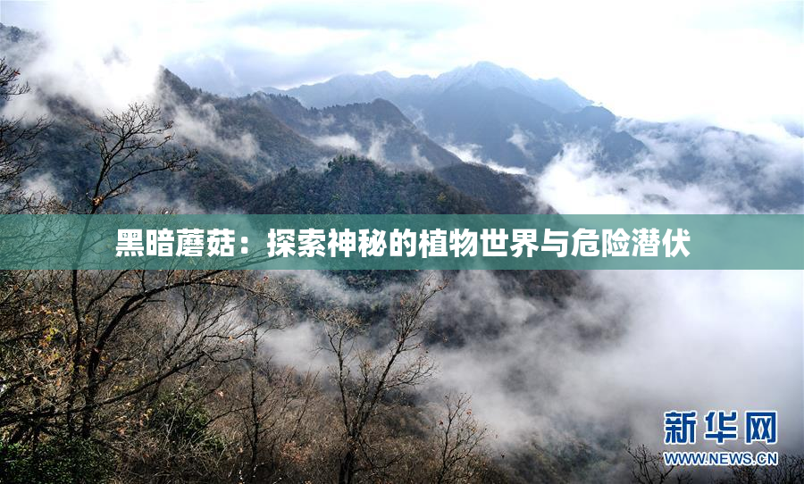黑暗蘑菇：探索神秘的植物世界与危险潜伏