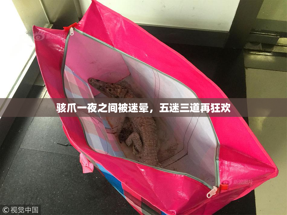 骇爪一夜之间被迷晕，五迷三道再狂欢