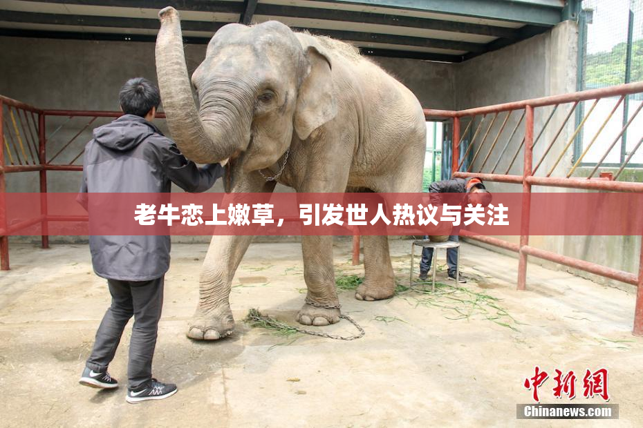 老牛恋上嫩草，引发世人热议与关注