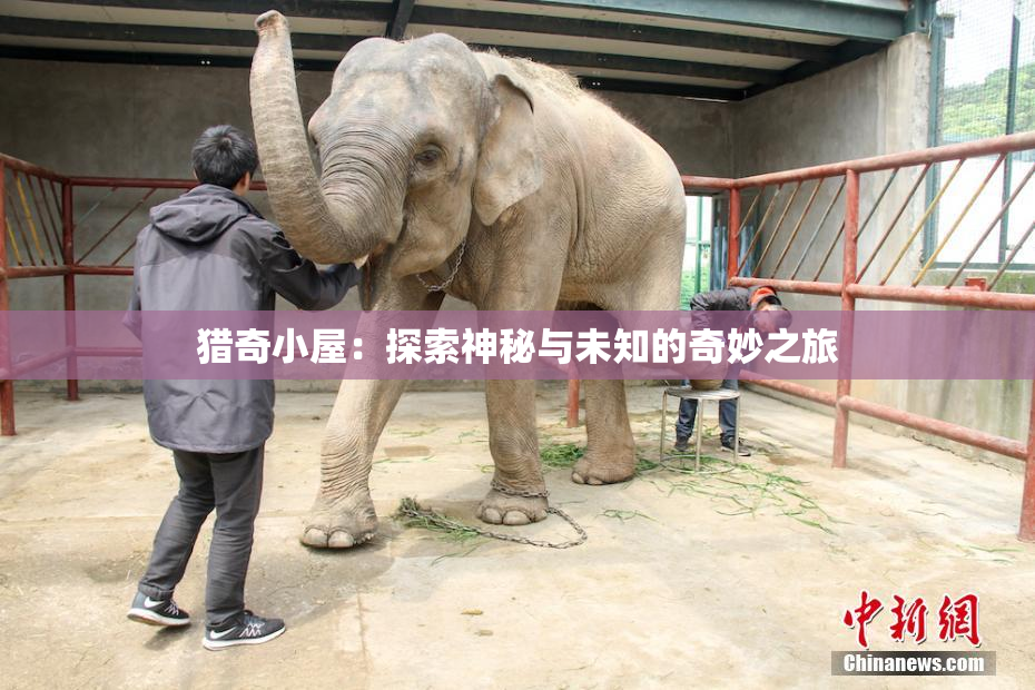 猎奇小屋：探索神秘与未知的奇妙之旅
