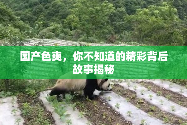 国产色爽，你不知道的精彩背后故事揭秘