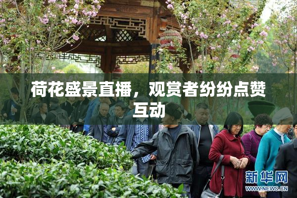 荷花盛景直播，观赏者纷纷点赞互动