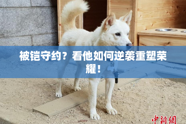 被铠守约？看他如何逆袭重塑荣耀！