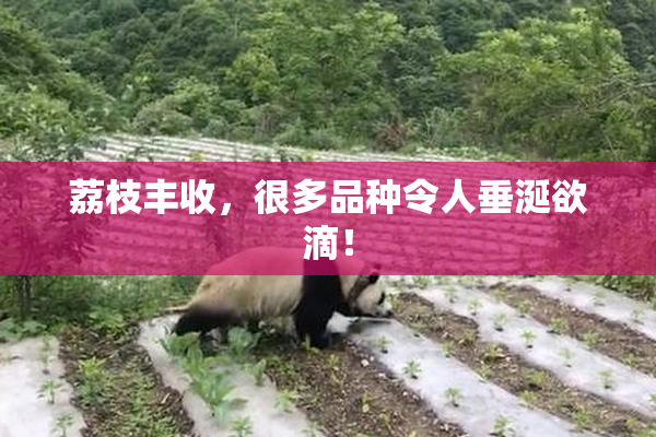 荔枝丰收，很多品种令人垂涎欲滴！