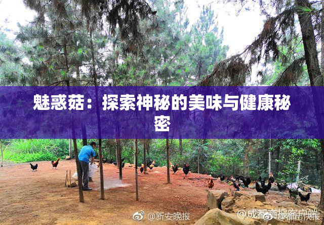 魅惑菇：探索神秘的美味与健康秘密