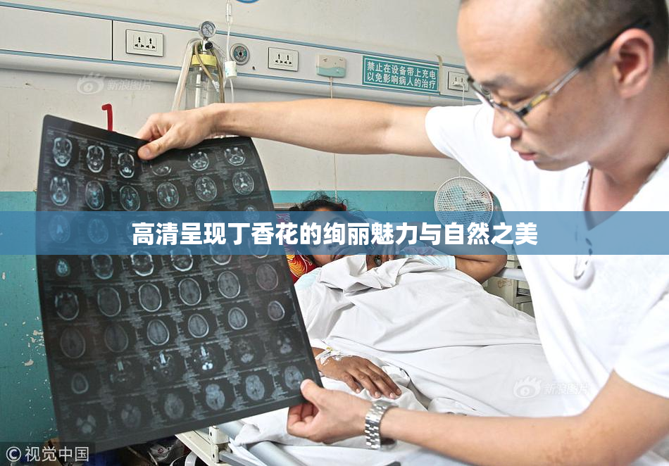 高清呈现丁香花的绚丽魅力与自然之美