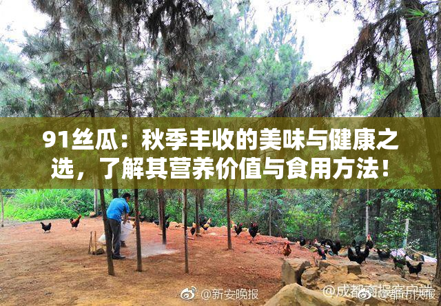 91丝瓜：秋季丰收的美味与健康之选，了解其营养价值与食用方法！
