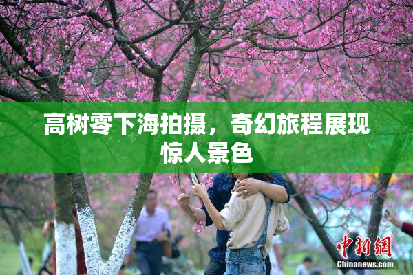 高树零下海拍摄，奇幻旅程展现惊人景色
