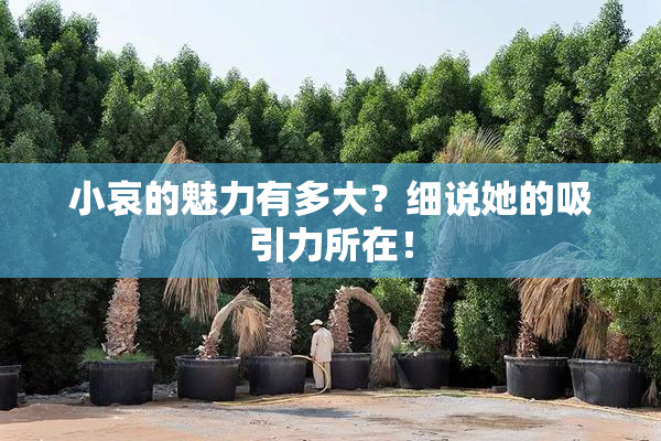 小哀的魅力有多大？细说她的吸引力所在！