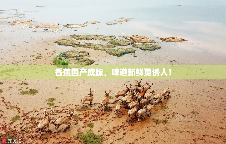 香蕉国产成版，味道新鲜更诱人！