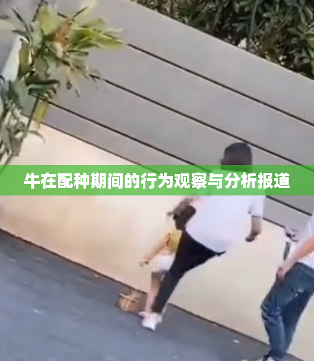 牛在配种期间的行为观察与分析报道