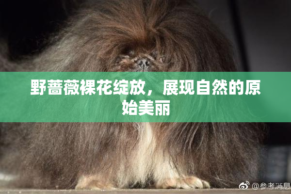 野蔷薇裸花绽放，展现自然的原始美丽