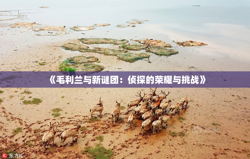 《毛利兰与新谜团：侦探的荣耀与挑战》