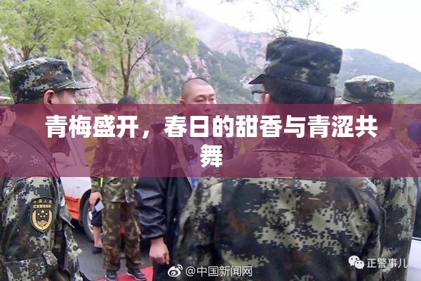 青梅盛开，春日的甜香与青涩共舞