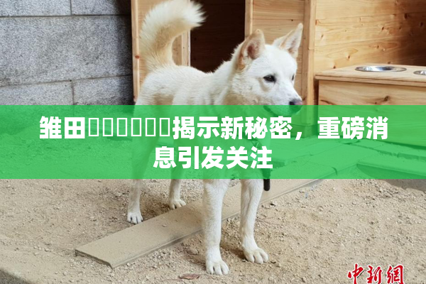 雏田❌‌❌‌❌‌揭示新秘密，重磅消息引发关注
