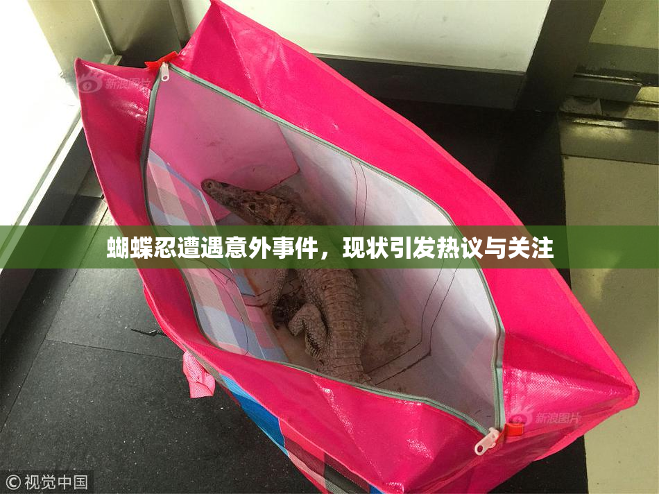 蝴蝶忍遭遇意外事件，现状引发热议与关注