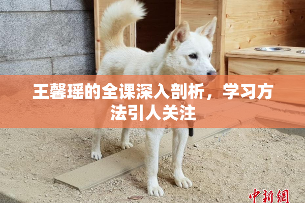王馨瑶的全课深入剖析，学习方法引人关注
