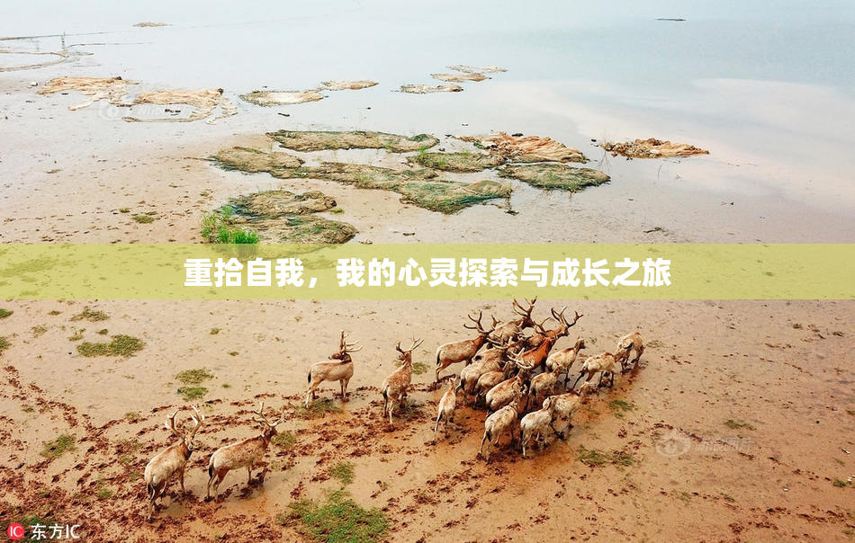 重拾自我，我的心灵探索与成长之旅