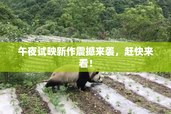 午夜试映新作震撼来袭，赶快来看！