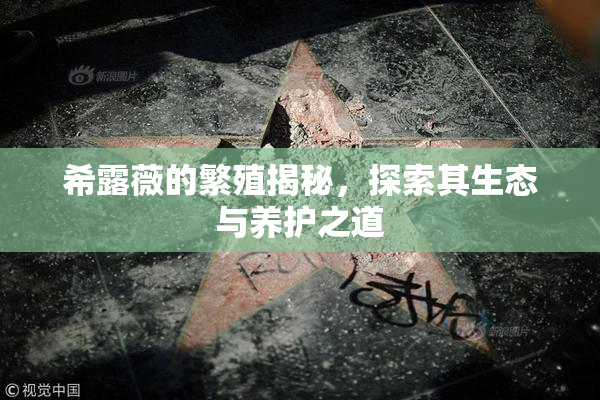 希露薇的繁殖揭秘，探索其生态与养护之道