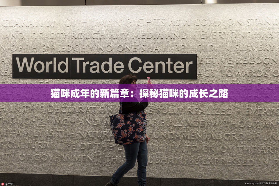 猫咪成年的新篇章：探秘猫咪的成长之路