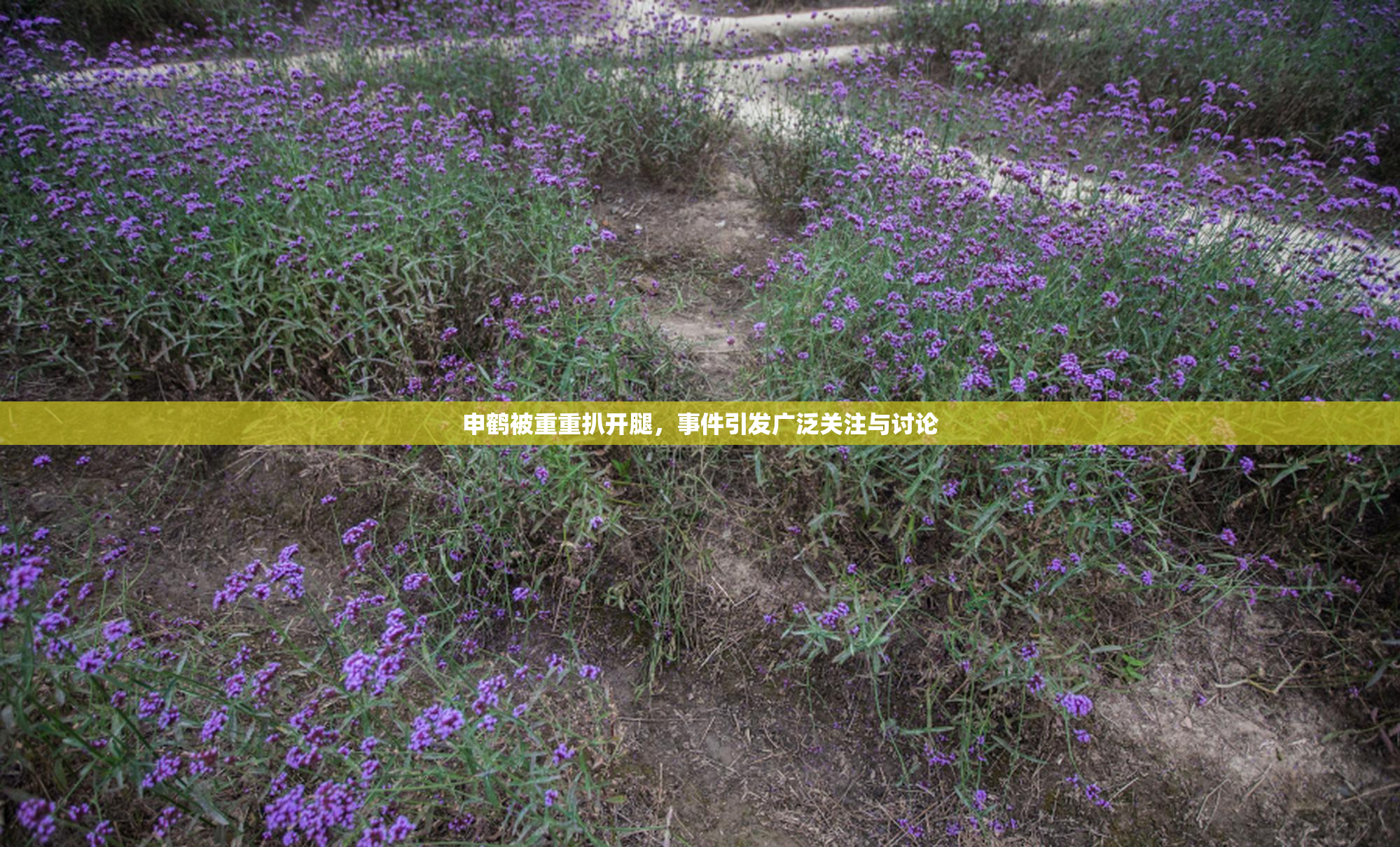 申鹤被重重扒开腿，事件引发广泛关注与讨论