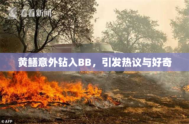 黄鳝意外钻入BB，引发热议与好奇