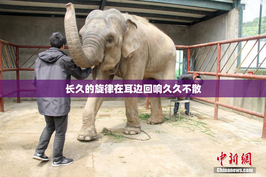 长久的旋律在耳边回响久久不散