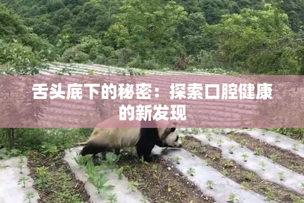 舌头底下的秘密：探索口腔健康的新发现
