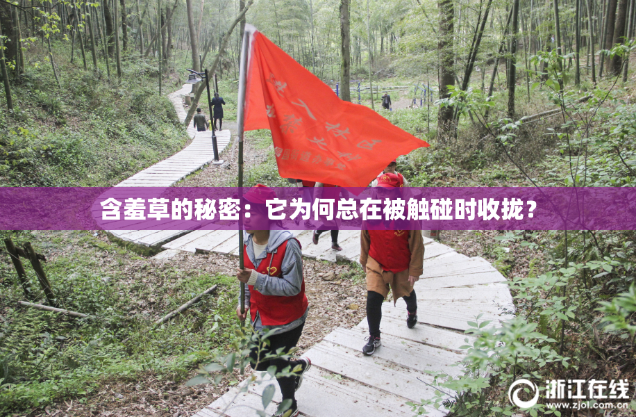 含羞草的秘密：它为何总在被触碰时收拢？