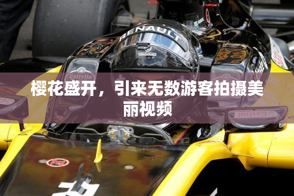 樱花盛开，引来无数游客拍摄美丽视频