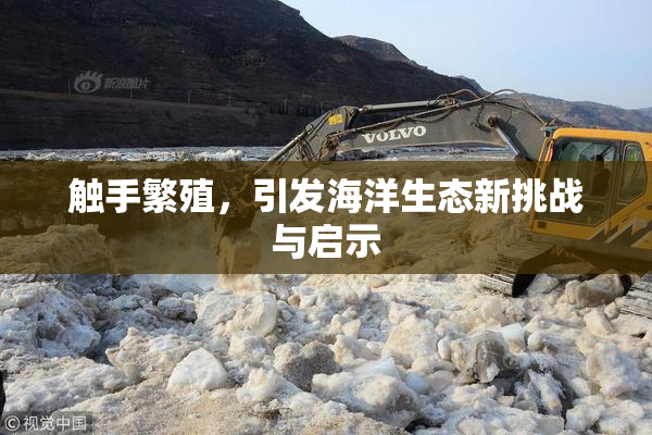 触手繁殖，引发海洋生态新挑战与启示