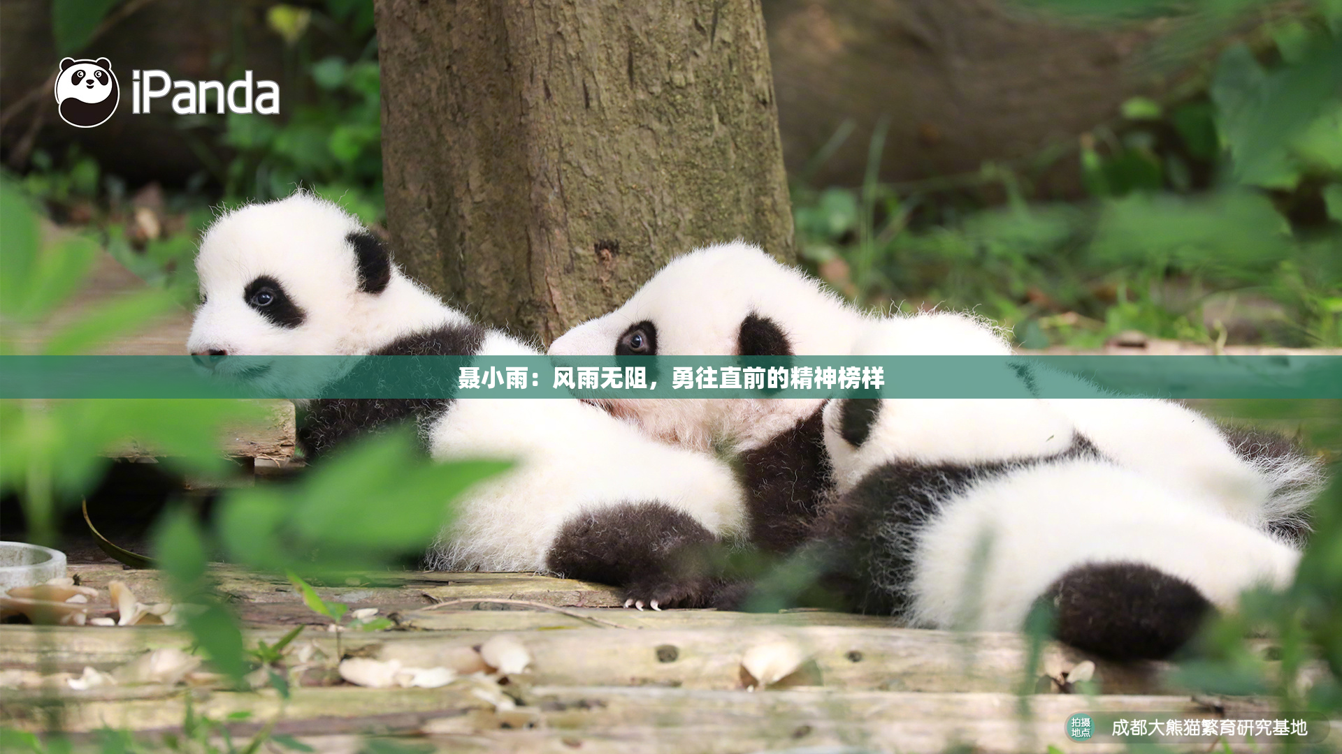 聂小雨：风雨无阻，勇往直前的精神榜样