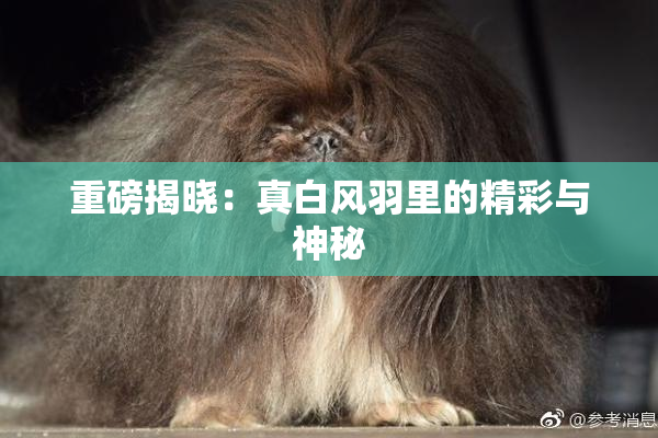 重磅揭晓：真白风羽里的精彩与神秘