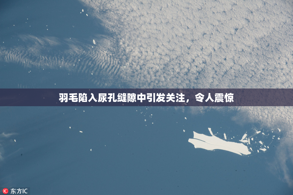 羽毛陷入尿孔缝隙中引发关注，令人震惊