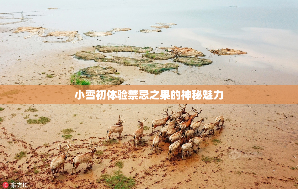 小雪初体验禁忌之果的神秘魅力