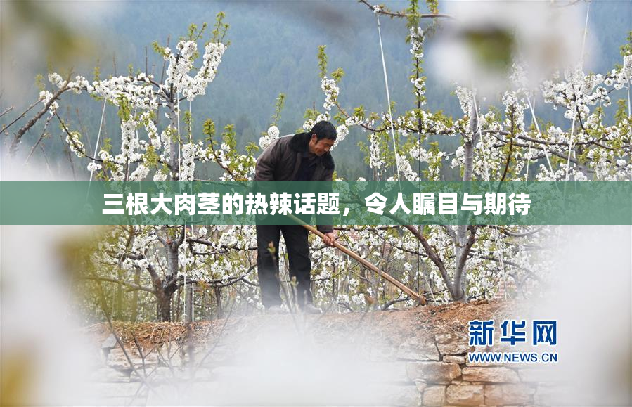 三根大肉茎的热辣话题，令人瞩目与期待