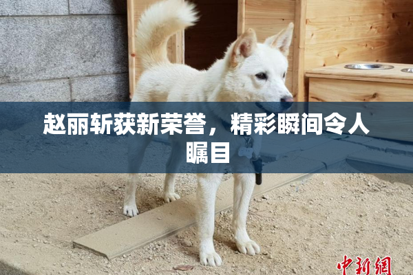赵丽斩获新荣誉，精彩瞬间令人瞩目