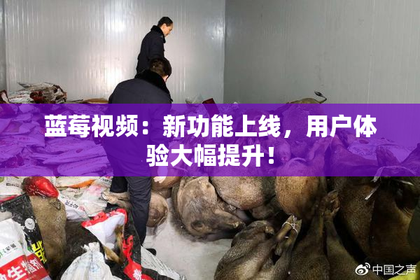 蓝莓视频：新功能上线，用户体验大幅提升！