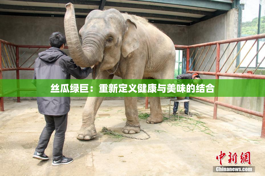 丝瓜绿巨：重新定义健康与美味的结合