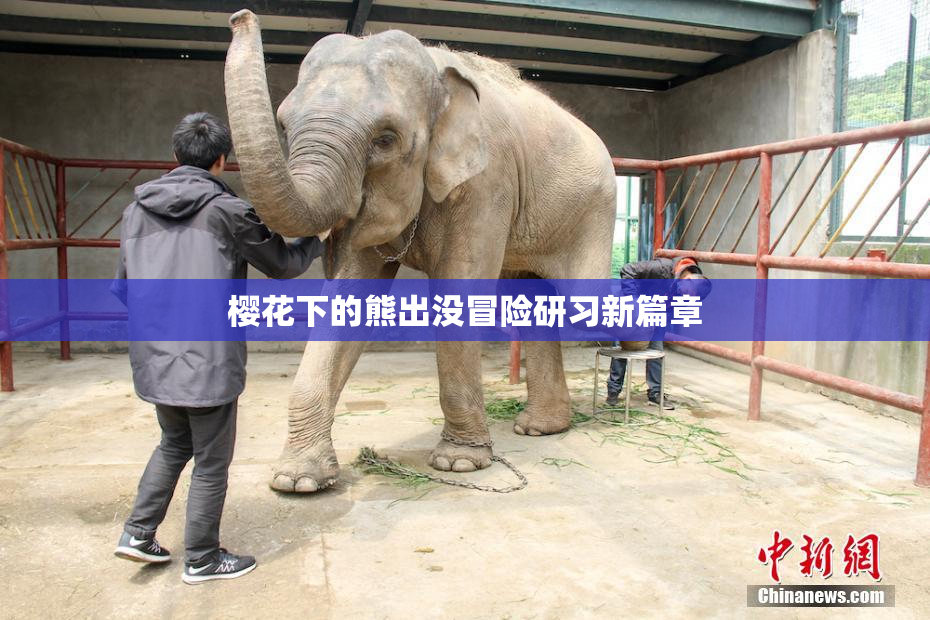 樱花下的熊出没冒险研习新篇章