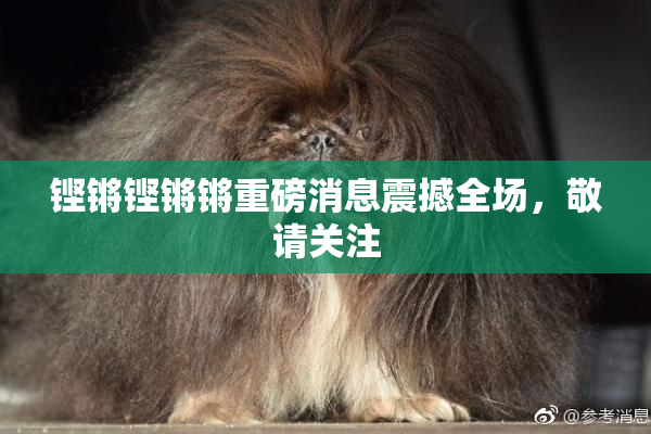 铿锵铿锵锵重磅消息震撼全场，敬请关注